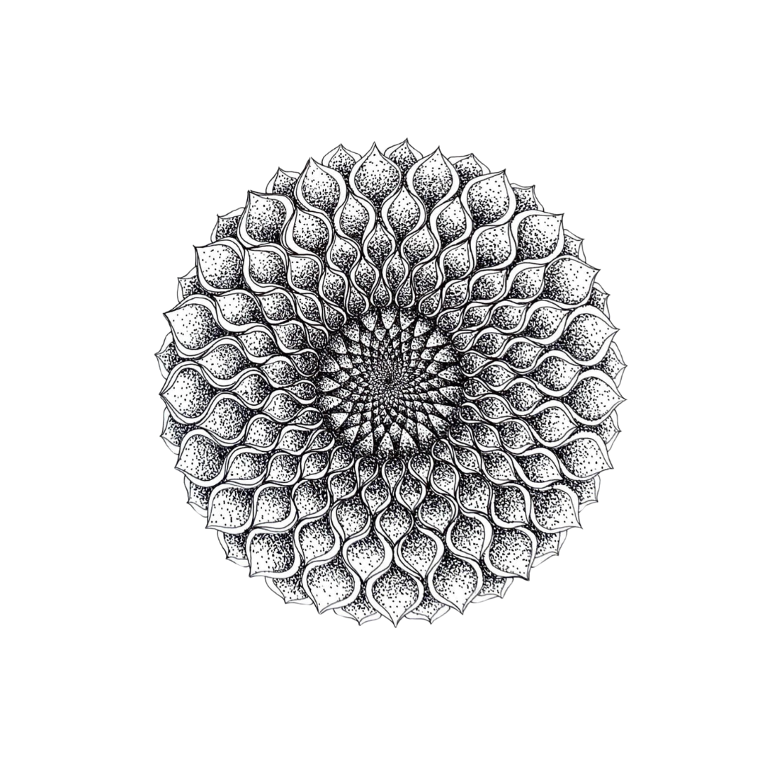 Dahlia《牡丹花》